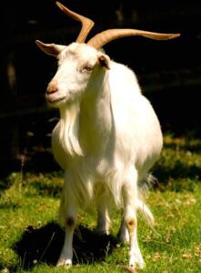 Irish Goat