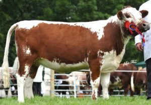 Irish Moiled Cattle Characteristics, Origin, Uses