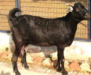 Jakharana Goat Farming