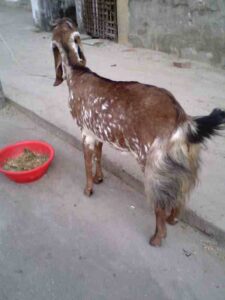 Jamunapari Goat