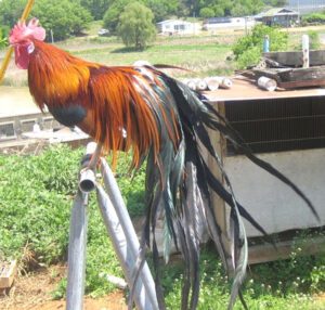 Jangmigye Chicken Farming