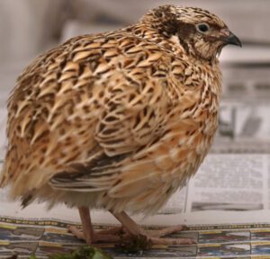 Caring For Quail