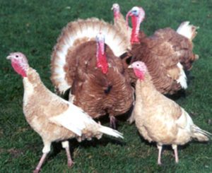 Jersey Buff Turkey Farming: Start Profitable Business