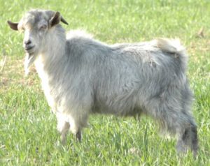 Jining Grey Goat