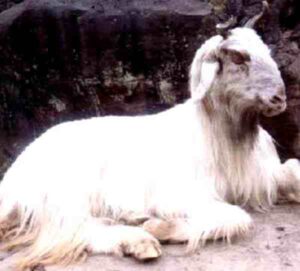 Kaghani Goat: Origin, Characteristics, Uses