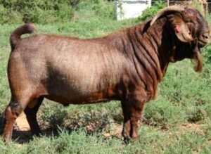 Kalahari Red Goat Farming