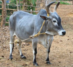 Kangayam Cattle Characteristics, Origin, Uses Info