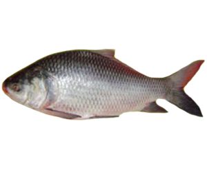Catla Fish Farming: Profitable Business for Beginners