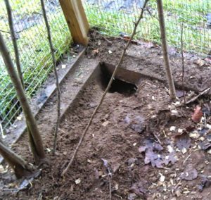 Best Steps For Keeping Rats Out of Chicken Coop