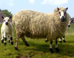 Kerry Hill Sheep: Characteristics, Uses, Origin