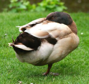 Khaki Campbell Ducks: Origin, Characteristics, Uses