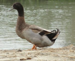 KhakiCampbellDuck