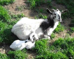Kiko Goat Farming: Business Starting Plan for Beginners
