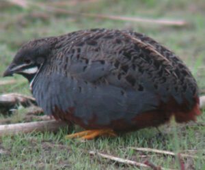 How to Tame Quail: Best Gudie for Beginners