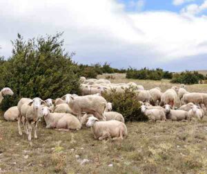 Best Sheep Housing/Shelter Guide For Beginners