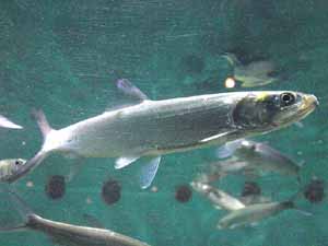 lady fish, ladyfish