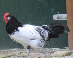 Lakenvelder Chicken: Origin, Characteristics, Uses, Photo