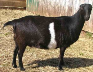 Lamancha Goat Farming