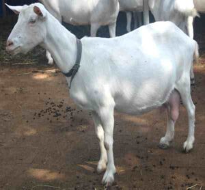 Laoshan Goat Characteristics, Origin & Uses Info