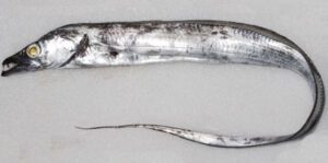Largehead Hairtail Fish