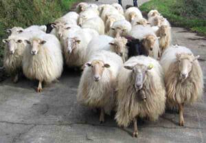 Latxa Sheep Characteristics, Origin & Uses Info