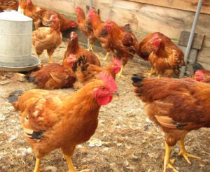 Start Profitable Poultry Farming in Nigeria For Money