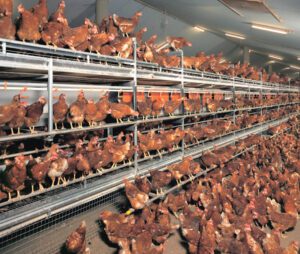 Layer Poultry Equipment