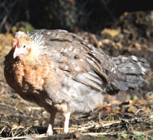 Legbar Chicken Characteristics, Temperament & Uses