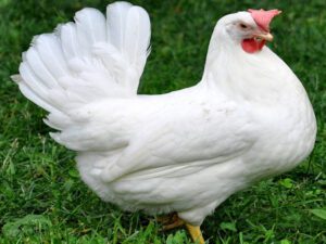 Mediterranean Poultry Breeds