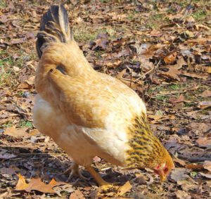 Effects of Lighting For Laying Hens For Eggs Production