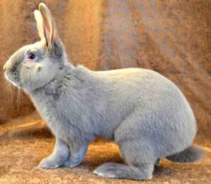 Lilac Rabbit Characteristics, Origin & Uses Info