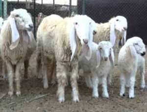 Lohi Sheep: Origin, Characteristics, Uses, Photo