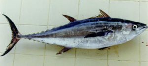 Longtail Tuna Fish Characteristics, Diet, Breeding