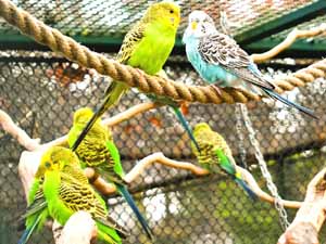 budgerigar lifespan, average lifespan of budgerigar, lifespan of a budgerigar, how long do budgerigars live