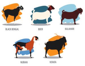 Meat Goat Breeds – Best 10 for Meat Production