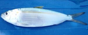Madeiran Sardinella Fish