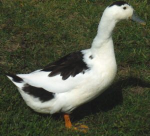 Magpie Duck Farming: Best Business Starting Plan