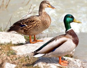 Mallard Duck: Characteristics, Uses & Best 24 Facts