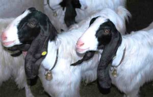 Maltese Goat: Origin, Characteristics, Uses