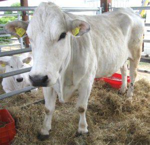 Marchigiana Cattle Characteristics, Origin, Uses