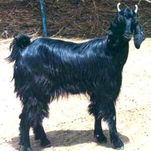 Marwari Goat Farming