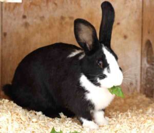 Learn About Rabbit Diseases For Saving Your Bunnies