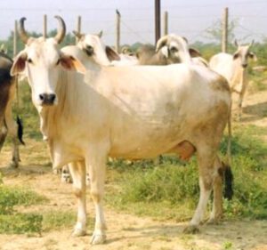 Mewati Cattle Characteristics, Uses & Origin
