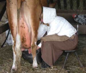 How to Milk a Cow by Hand: Best Beginner’s Guide