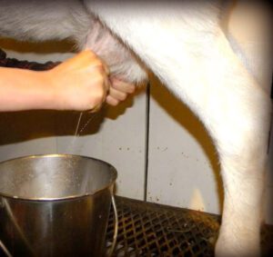 Goats Milk for Babies: Best Guide for Beginners