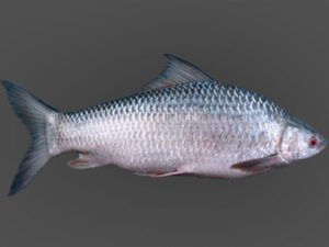 Mrigal Fish – Characteristics, Uses, Benefits, Nutrition