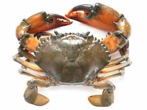 crab farming, mud crab farming, commercial crab farming, commercial mud crab farming, crab farming business, mud crab farming business, commercial crab farming business, commercial mud crab farming business