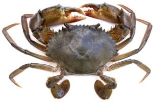 Mud Crab Fattening