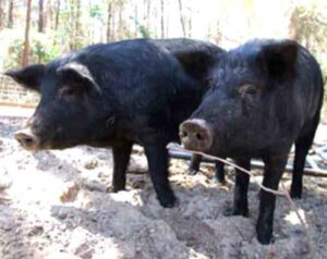 Mulefoot Pig: Characteristics & Best 28 Facts