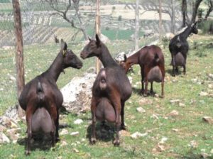Murcia Granada Goat Characteristics, Uses & Origin